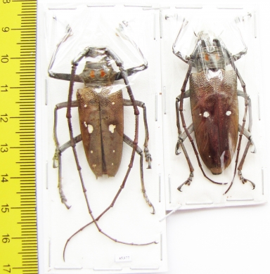 Batocera rubus albofasciata, pair  Indonesia, Kalimantan - INSECTS-STORE.RU