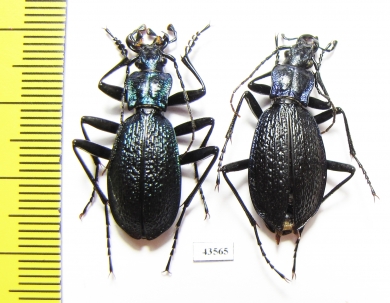 Carabus (Chaetocarabus) intricatus, pair  Italy - INSECTS-STORE.RU