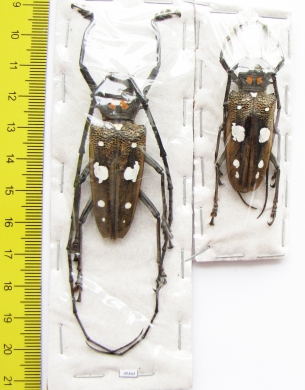 Batocera celebiana, pair  Indonesia, Sulawesi  50mm - INSECTS-STORE.RU