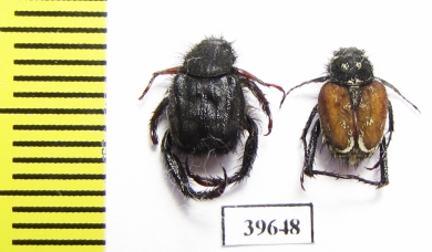 Hopliini sp.  South Africa Rep. - INSECTS-STORE.RU