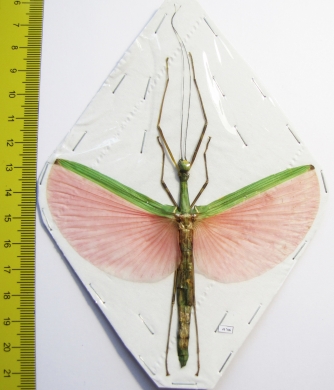 Marmessoidea rosea  Malaysia  79mm - INSECTS-STORE.RU