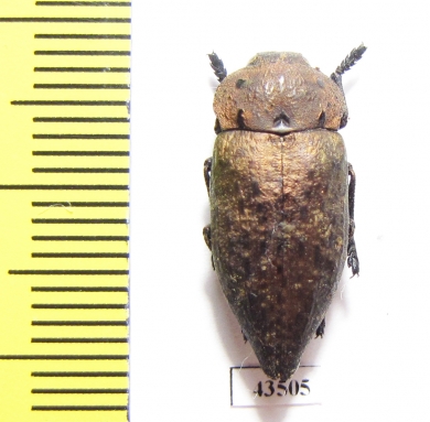 Capnodis tenebricosa bucharica  Tajikistan - INSECTS-STORE.RU