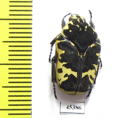 Gymnetis flavomarginata sallei  Mexico - INSECTS-STORE.RU