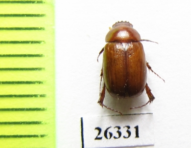 Melolonthinae sp.  Oman - INSECTS-STORE.RU