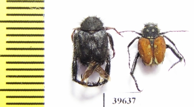 Hopliini sp.  South Africa Rep. - INSECTS-STORE.RU