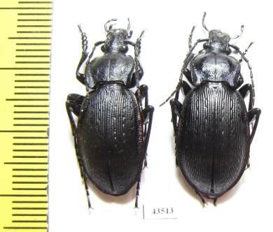 Carabus (Eucarabus) catenulatus, pair  Italy - INSECTS-STORE.RU
