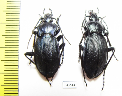 Carabus (Eucarabus) catenulatus, pair  Italy - INSECTS-STORE.RU