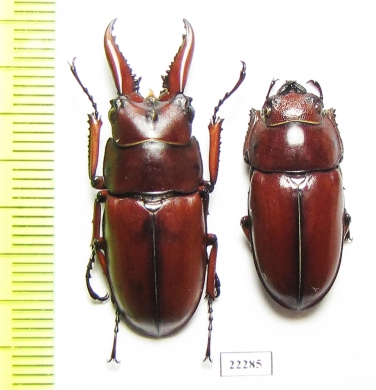 Prosopocoilus sp., pair  China, Guangxi prov.  - INSECTS-STORE.RU