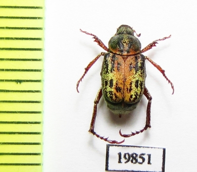 Ectinohoplia obsoleta  Japan - INSECTS-STORE.RU