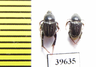 Hopliini sp., pair  South Africa Rep. - INSECTS-STORE.RU