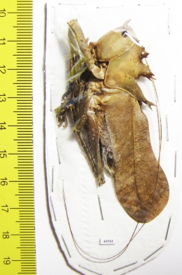 Lesina sp., male  Malaysia  70mm - INSECTS-STORE.RU