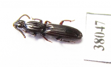 Rhysodidae sp.  China, Yunnan prov. - INSECTS-STORE.RU