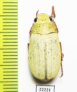 Melolonthinae sp., male  China, Yunnan prov. - INSECTS-STORE.RU