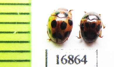 Erotylidae sp.  Myanmar - INSECTS-STORE.RU