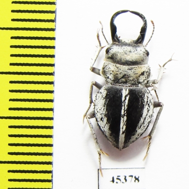 Calognathus chevrolati  South Africa Rep. - INSECTS-STORE.RU