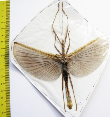Phasmatodea sp.  Malaysia  95mm - INSECTS-STORE.RU