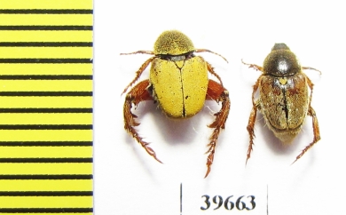 Hopliini sp., pair  South Africa Rep. - INSECTS-STORE.RU