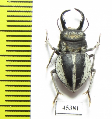 Calognathus chevrolati  South Africa Rep. - INSECTS-STORE.RU