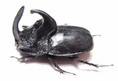 Trichogomphus simson  Indonesia, Sumatra 51mm - INSECTS-STORE.RU