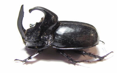 Trichogomphus simson  Indonesia, Sumatra 49mm - INSECTS-STORE.RU