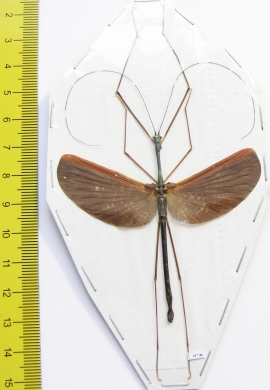 Gargantuoidea triumphalis  Malaysia  64mm - INSECTS-STORE.RU