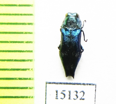 Agrilus sp. Indonesia, Sumatra - INSECTS-STORE.RU