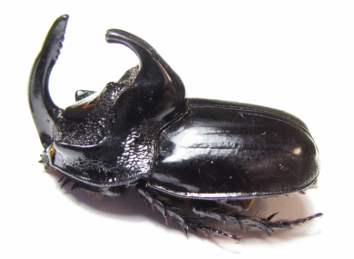 Trichogomphus simson  Indonesia, Sumatra 49mm - INSECTS-STORE.RU