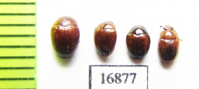 Erotylidae sp.  Myanmar - INSECTS-STORE.RU