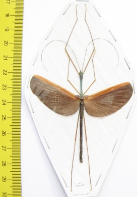 Gargantuoidea triumphalis  Malaysia  60mm - INSECTS-STORE.RU