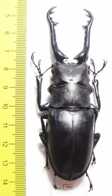 Prosopocoilus giraffa giraffa  Malaysia 94mm - INSECTS-STORE.RU