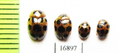 Erotylidae sp.  Myanmar - INSECTS-STORE.RU