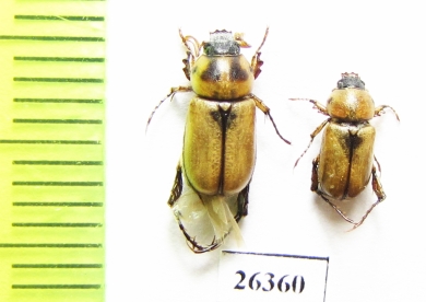 Microlontha iranica (Uliana & Keith, 2022)  Iran, Sistan prov. - INSECTS-STORE.RU