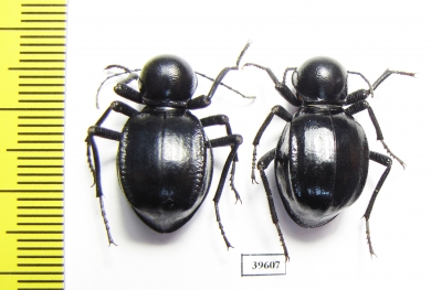 Tenebrionidae sp., pair  South Africa Rep. - INSECTS-STORE.RU