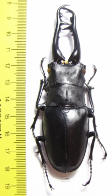 Prosopocoilus giraffa giraffa  Malaysia 99mm - INSECTS-STORE.RU