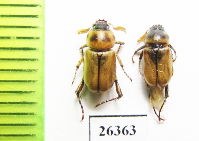 Microlontha iranica (Uliana & Keith, 2022)  Iran, Sistan prov. - INSECTS-STORE.RU