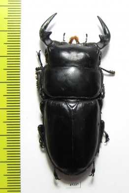 Dorcus antaeus  Thailand  61mm - INSECTS-STORE.RU
