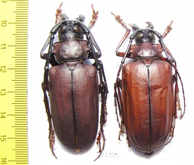 Dorysthenes granulosus, pair  Thailand 60mm - INSECTS-STORE.RU