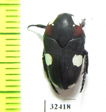 Amazula suavis  South Africa Rep. - INSECTS-STORE.RU