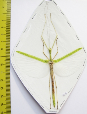 Necroscia punctata  Malaysia  75mm - INSECTS-STORE.RU