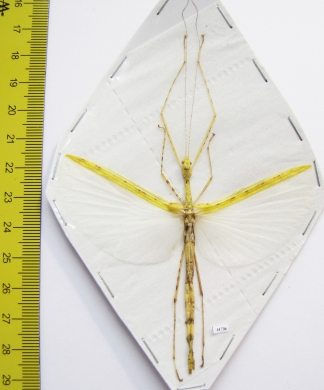 Phasmatodea sp.  Malaysia  70mm - INSECTS-STORE.RU
