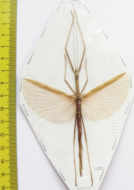 Phasmatodea sp.  Malaysia  82mm - INSECTS-STORE.RU
