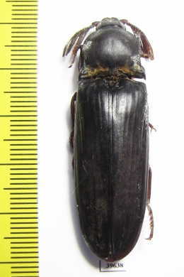 Elateridae sp.  South Africa Rep.  50mm - INSECTS-STORE.RU