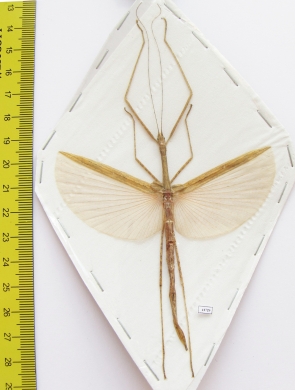 Phasmatodea sp.  Malaysia  85mm - INSECTS-STORE.RU