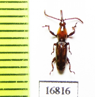 Brentidae sp.  Indonesia, Papua - INSECTS-STORE.RU