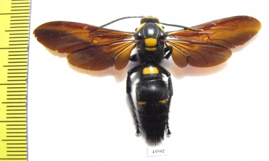 Megascolia procer  Malaysia  66mm - INSECTS-STORE.RU