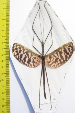 Diesbachia tamyris, male  Malaysia  90mm - INSECTS-STORE.RU