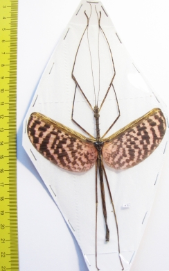 Diesbachia tamyris, male  Malaysia  90mm - INSECTS-STORE.RU