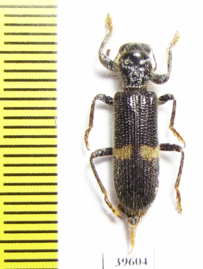 Cleridae sp.  South Africa Rep. - INSECTS-STORE.RU