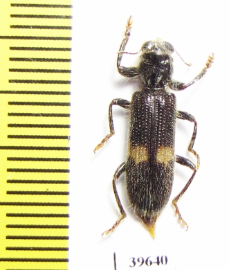 Cleridae sp.  South Africa Rep. - INSECTS-STORE.RU