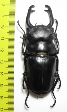Odontolabis stevensi  Indonesia, Sulawesi  79mm - INSECTS-STORE.RU